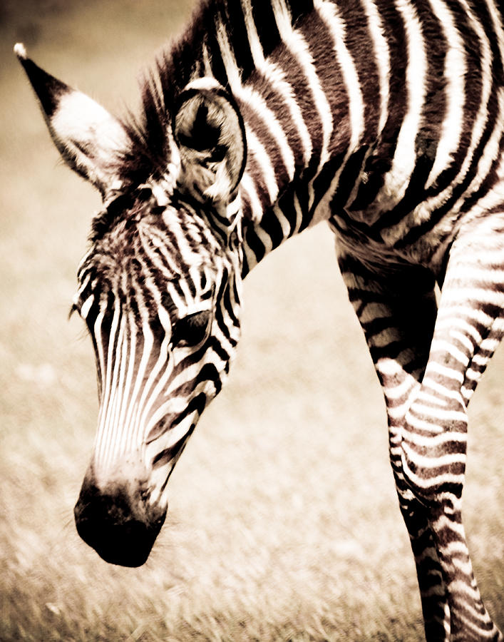 Zebra Foal Sepia Tones Photograph by Maggy Marsh