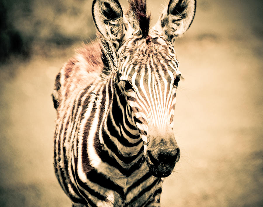 Zebra Foal Three Quarter View in Sepia Photograph by Maggy Marsh