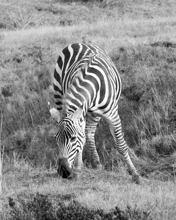 Zebra Front View Photograph