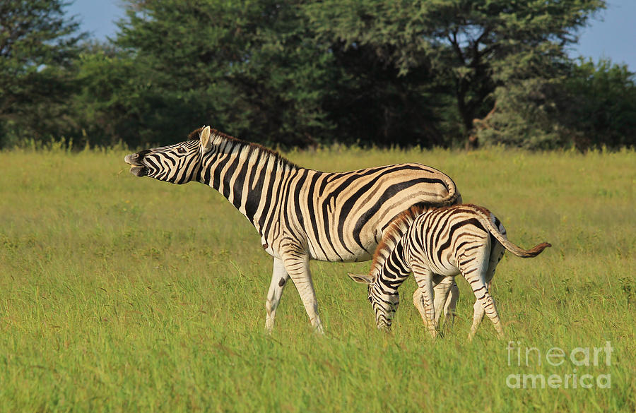 Wildlife Photograph - Zebra Fun and Beautiful Nature by Andries Alberts