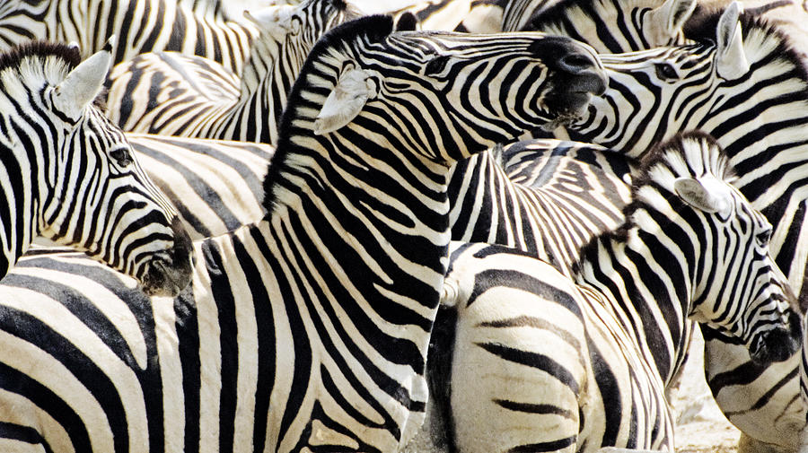 Zebra gathering Photograph by Dennis Cox