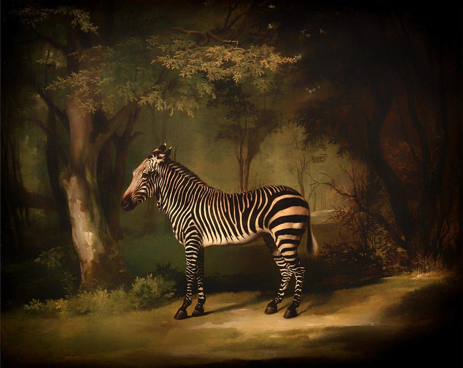Wildlife Painting - Zebra by Mountain Dreams