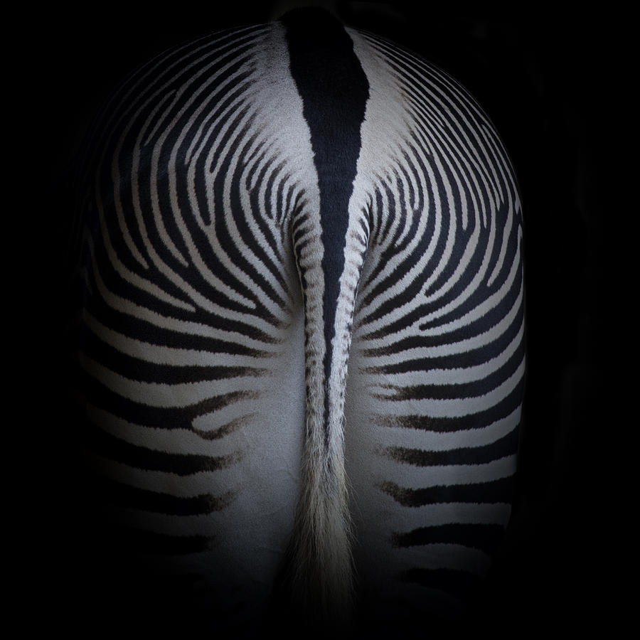Zebra Photograph by Gigi Ebert