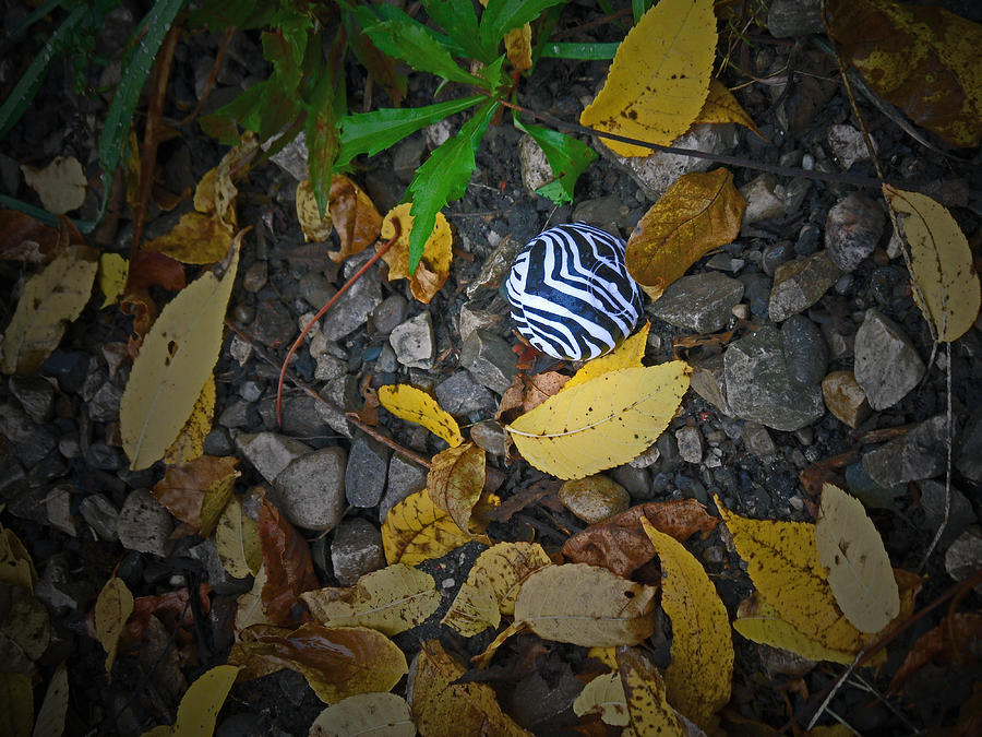 Zebra Gloss Photograph by Cyryn Fyrcyd