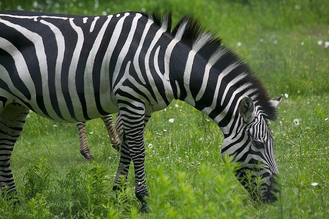 Zebra Grazing Photograph by Allan Morrison
