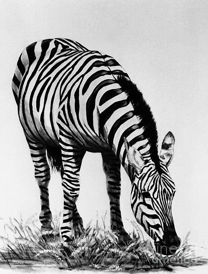 Black And White Painting - Zebra grazing by DiDi Higginbotham Black And White Painting - Zebra grazing by DiDi Higginbotham
