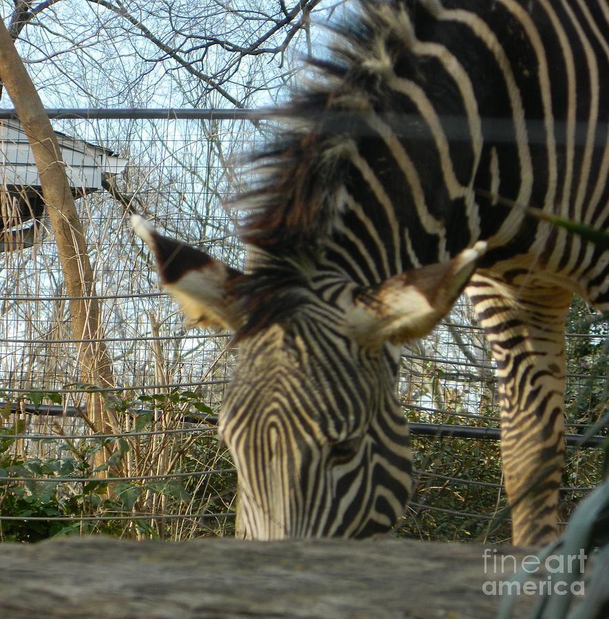 Zebra Grazing Photograph by Emmy Vickers