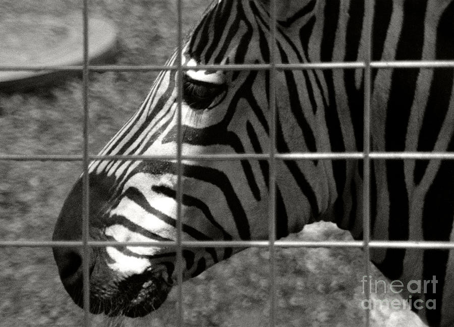 Zebra Grid Photograph by Tom Brickhouse