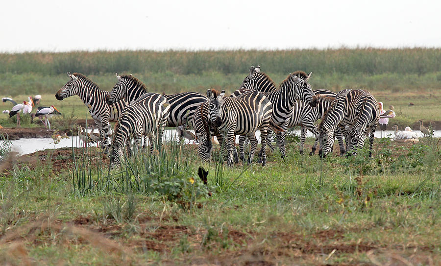 Zebra Group Photograph