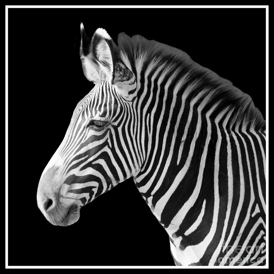 Zebra Head blk and wht with border Photograph by Cheryl Del Toro