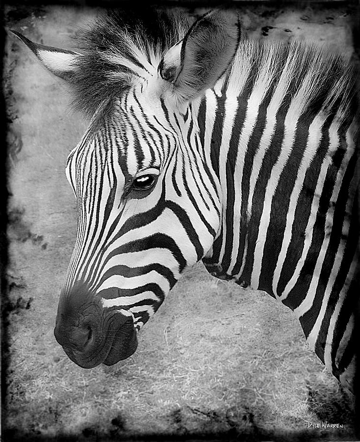 Zebra Stripes Photograph by Dyle   Warren
