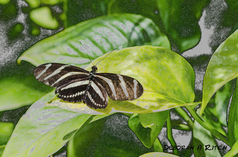 Zebra Heliconia Butterfly  Photograph by Deborah Ritch