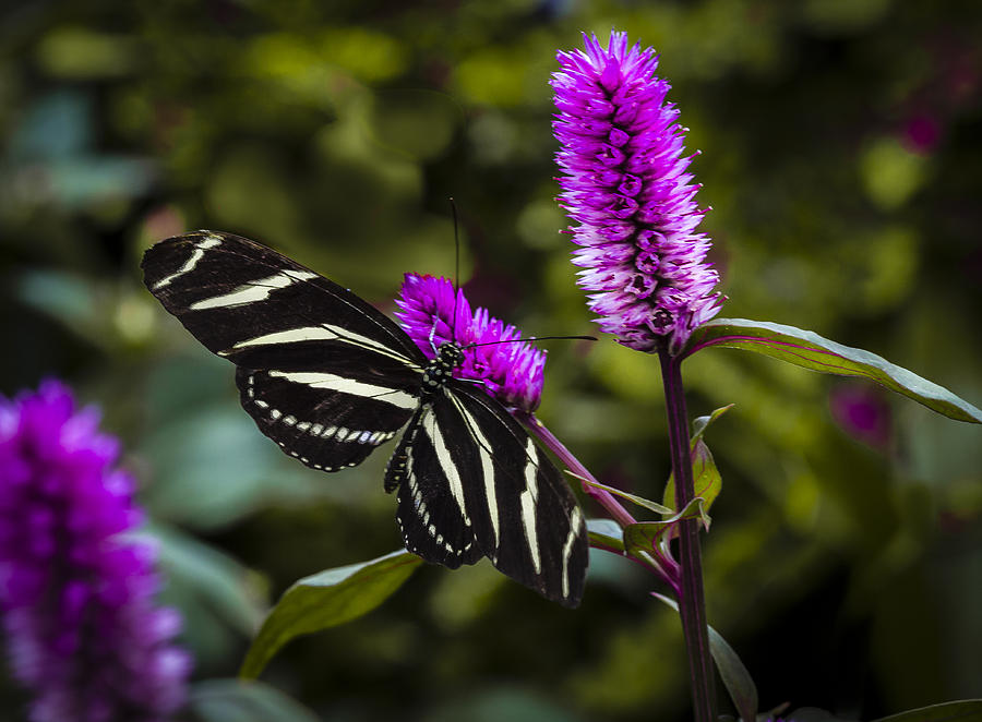 Zebra Heliconian Butterfly Photograph by Jack R Perry