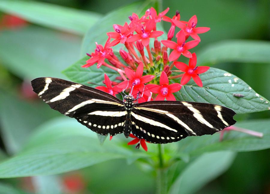 Zebra Heliconian Butterfly Photograph by Richard Bryce and Family