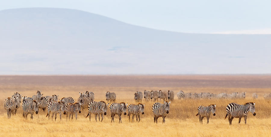 Zebra Herd and Golden Grasslands of the African Savanna Photograph by Kenneth Canning