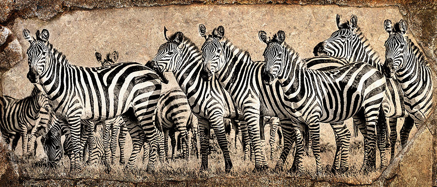 Zebra Herd Rock Texture Blend Photograph by Mike Gaudaur