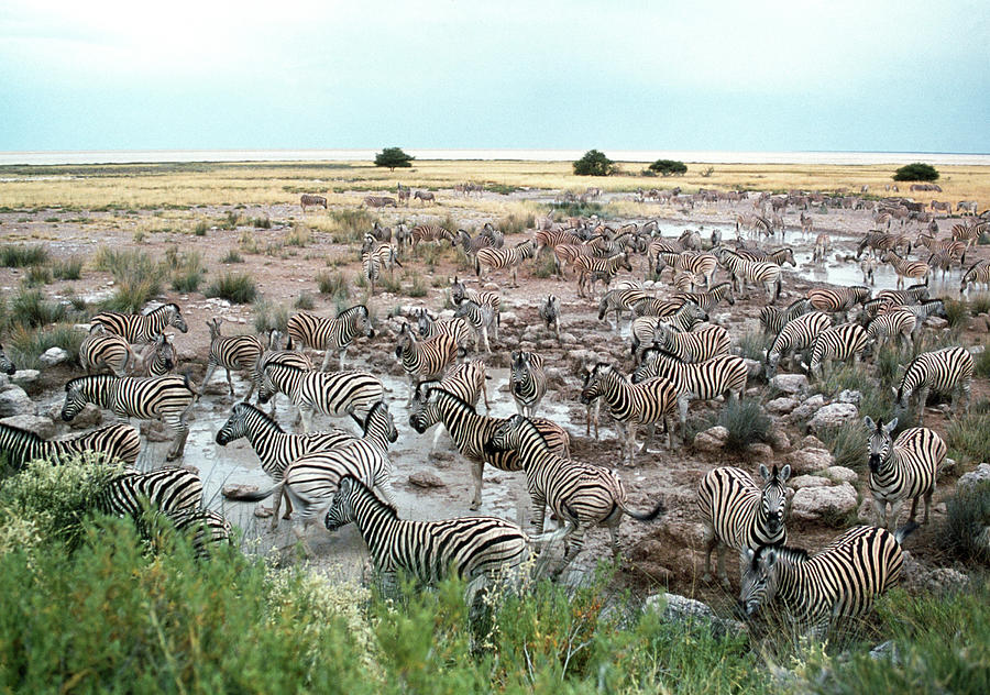 Zebra Herd Photograph by Tony Camacho/science Photo Library