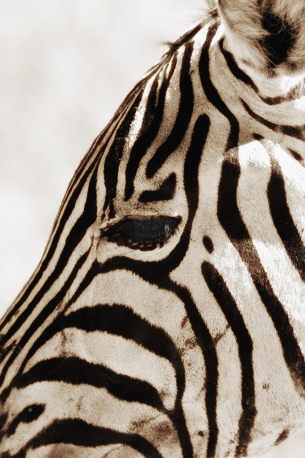 Animal Photograph - Zebra Hippotigris Dolichohippus by Carson Ganci