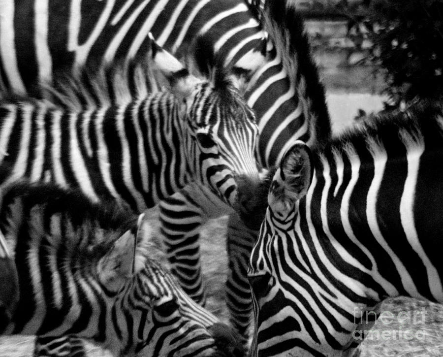 Zebra in a Crowd Photograph by Tom Brickhouse