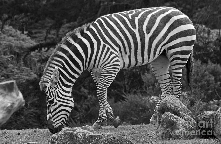 Nature Photograph - Zebra in Black and White by Kate Brown