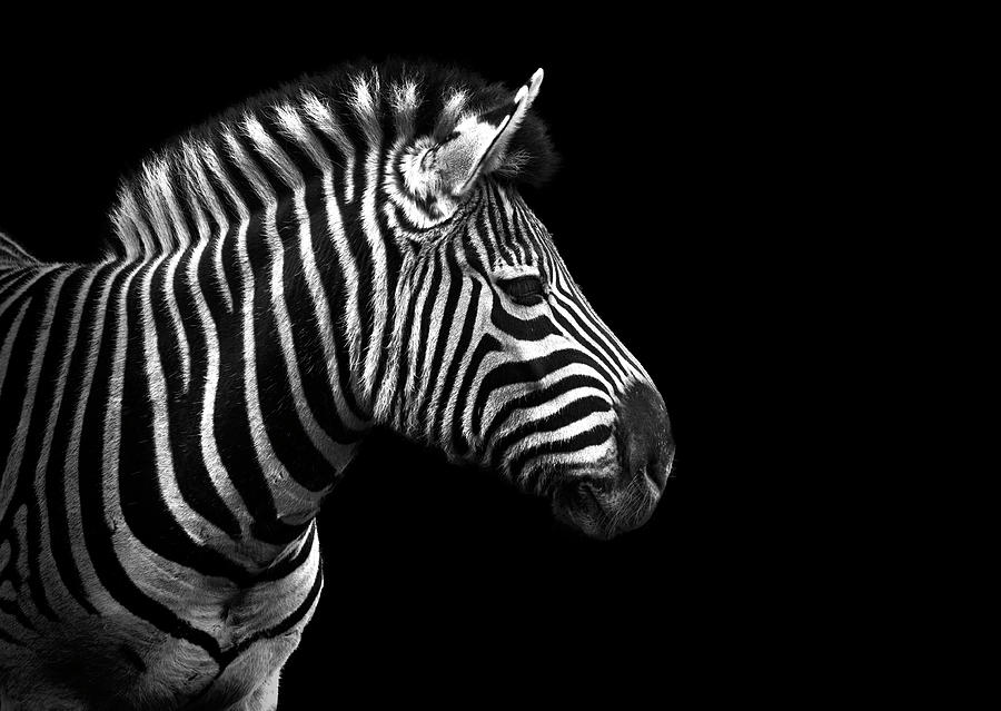 Zebra In Black And White Photograph by Malcolm Macgregor