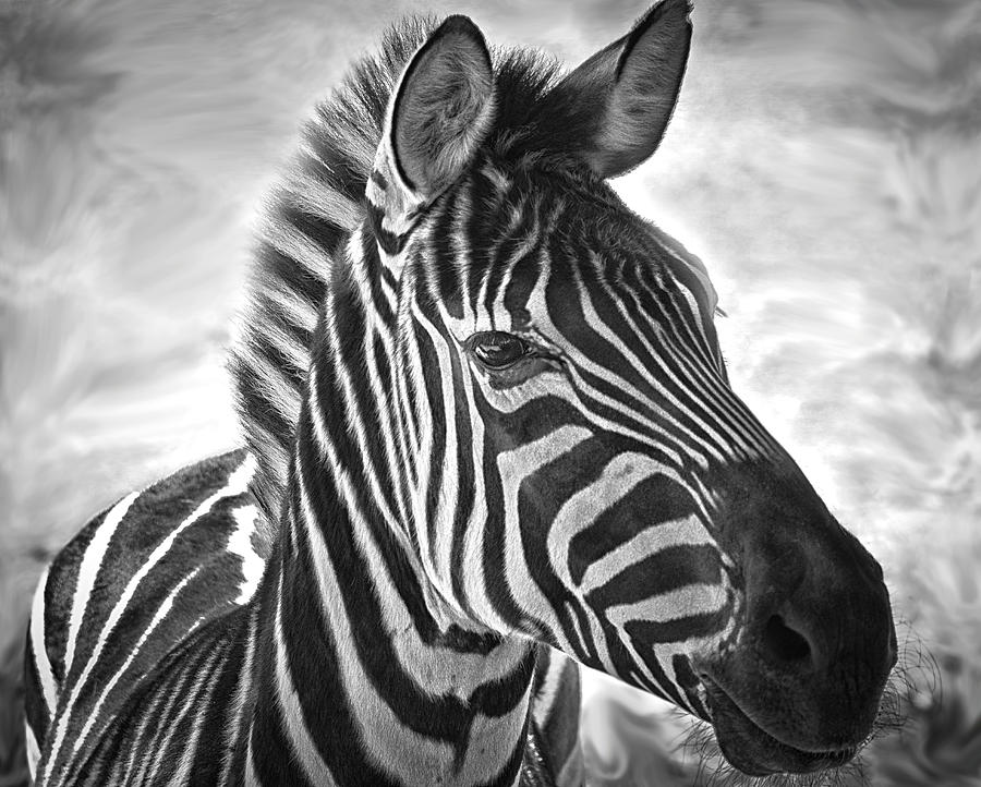 Zebra in Black and White  Photograph by Saija Lehtonen