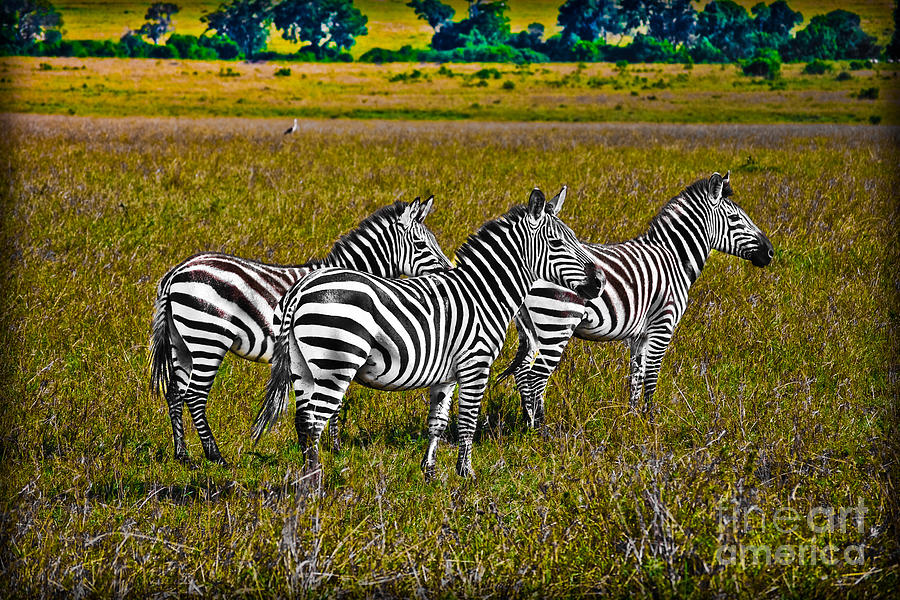 Zebra In Kenya Photograph by Gary Keesler Pixels