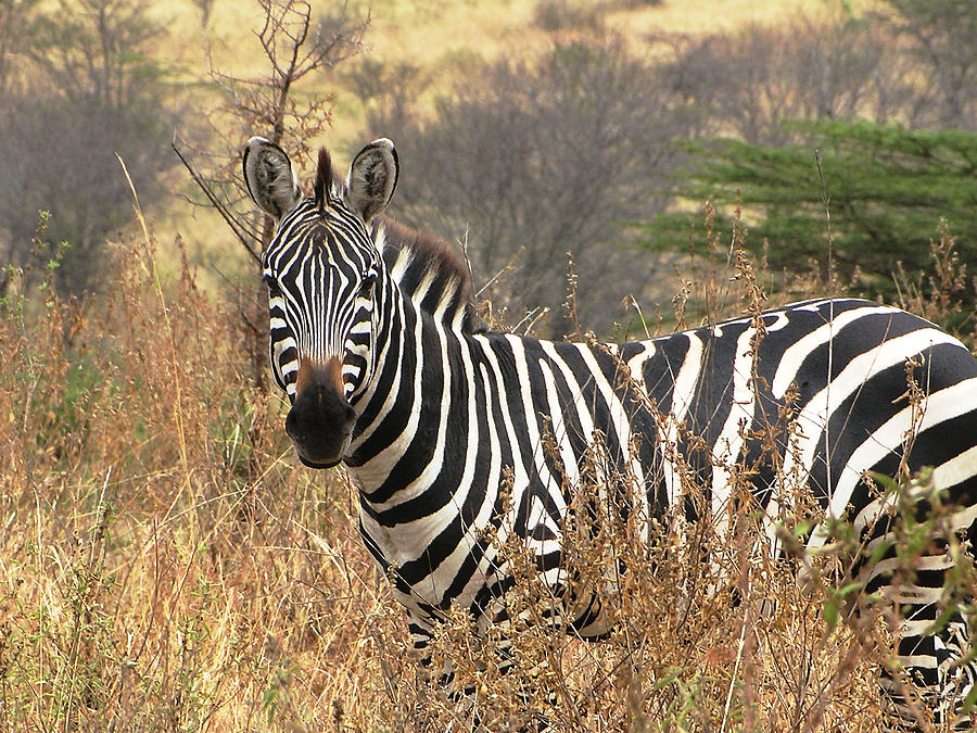 Zebra in Serengeti Photograph by Nature and Wildlife Photography