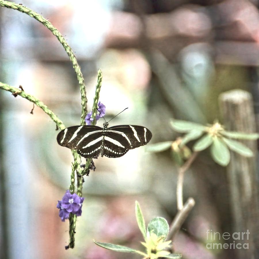 Zebra In The Garden Photograph by Peggy Hughes