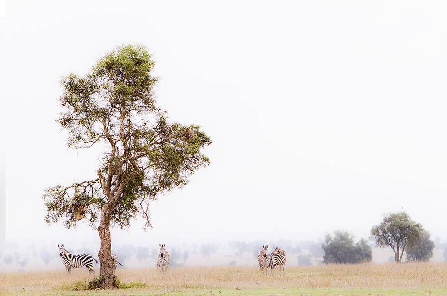 Nature Photograph - Zebra In The Mist by Mike Gaudaur