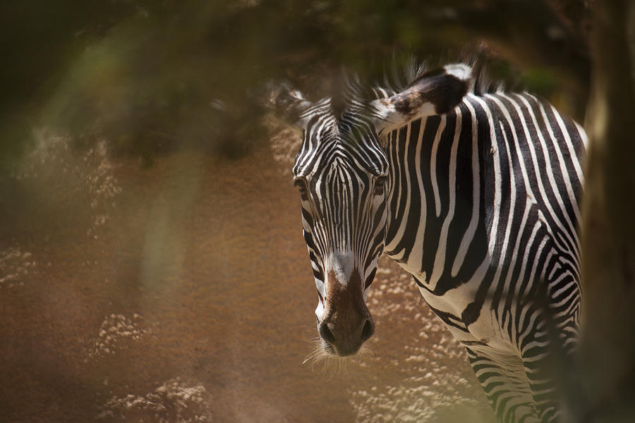 Zebra Photograph by Ivete Basso Photography