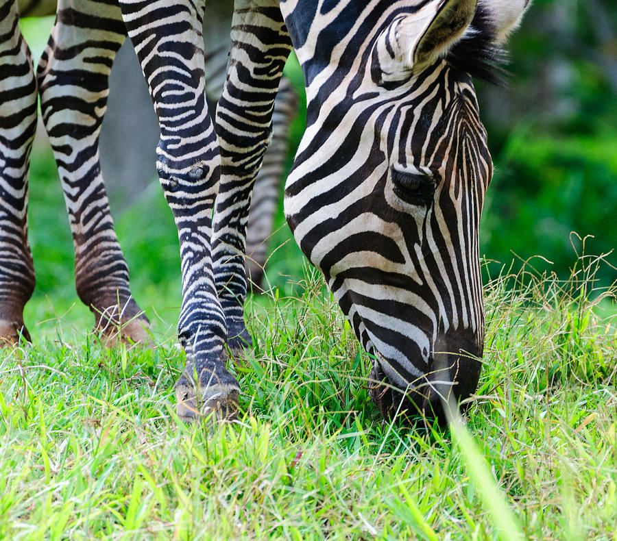 Zebra Photograph by John Johnson