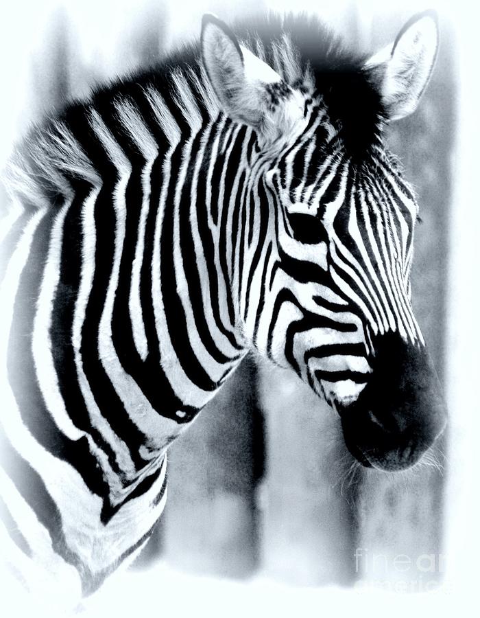 Abstract Photograph - Zebra by Kathleen Struckle
