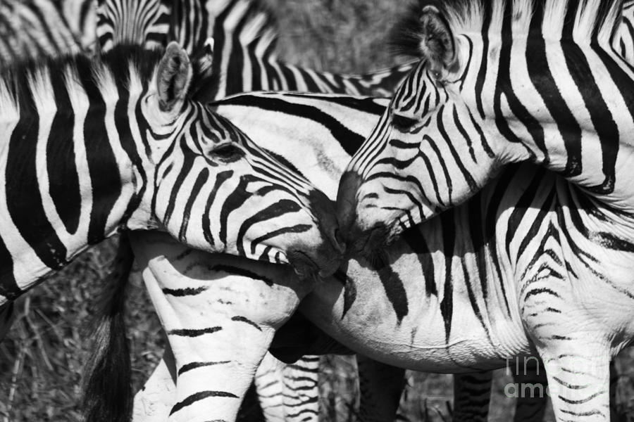 Zebra Photograph - Zebra Kiss by Christina Gupfinger