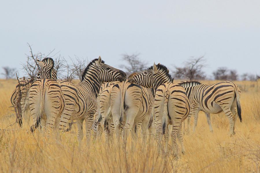 Nature Photograph - Zebra Kisses by Andries Alberts