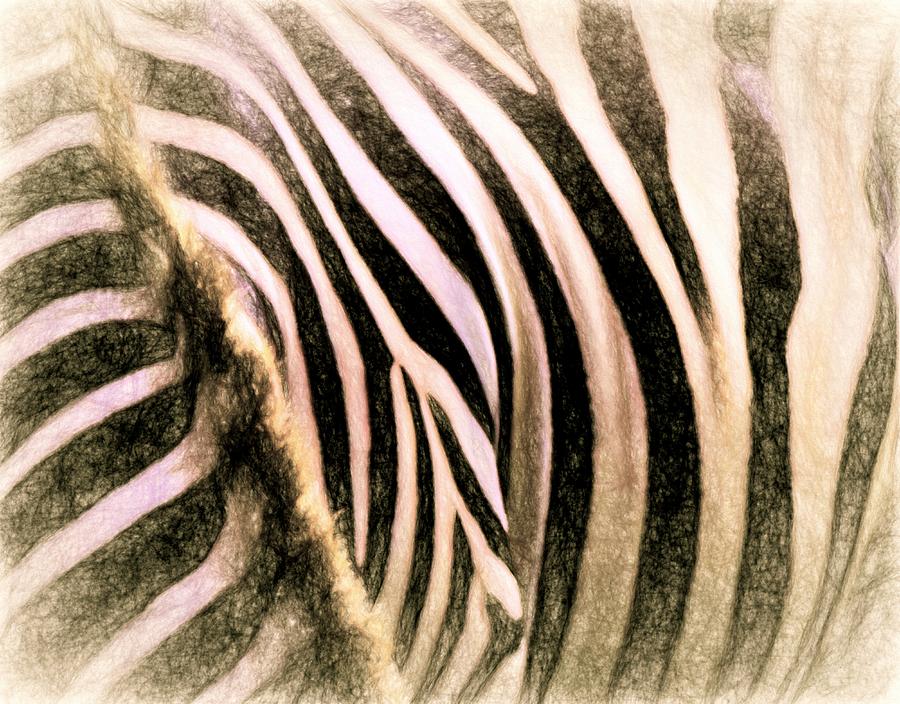 Zebra Lines Pencil Photograph by Alice Gipson