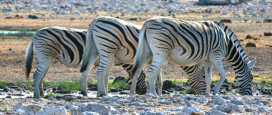 Zebra Lineup Photograph by Bruce J Robinson