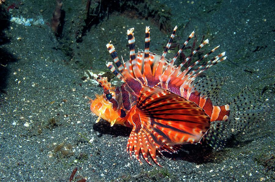 zebra turkey fish zebra turkey fish