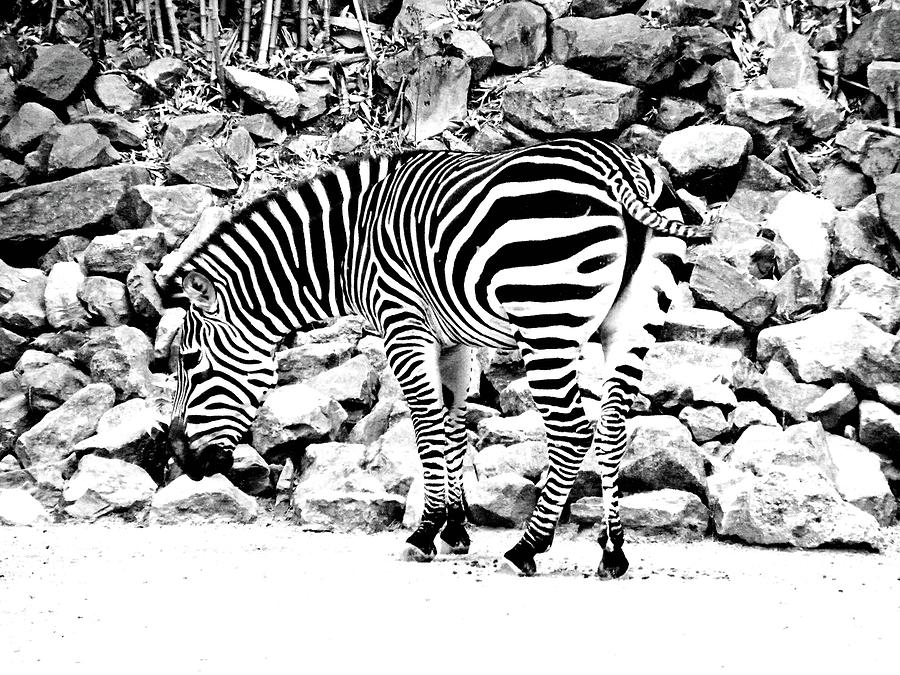 Zebra Photograph by Lizi Beard-Ward