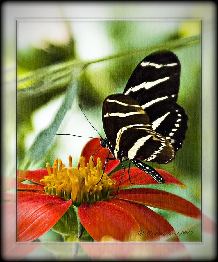 Butterfly Photograph - Zebra Longwing 2 by Walter Herrit