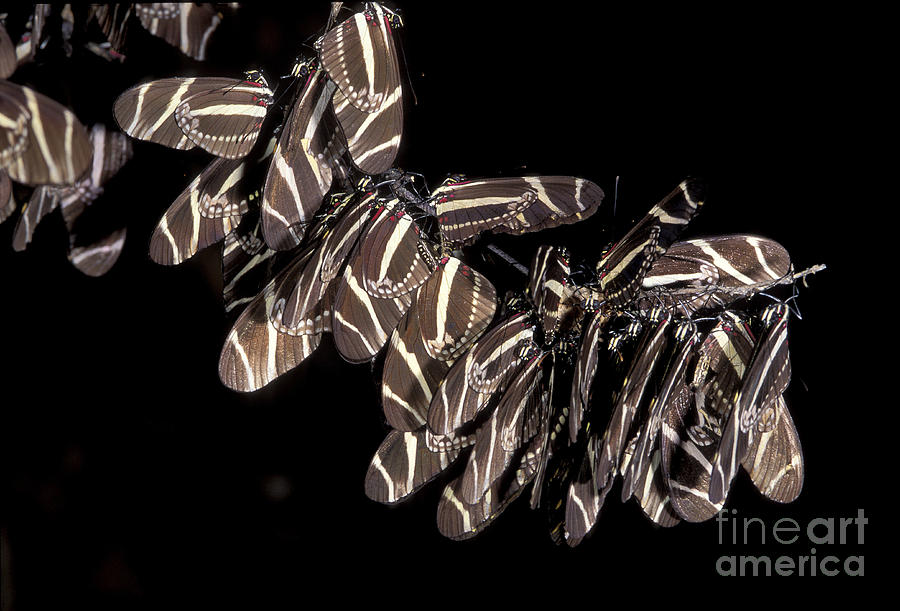 Zebra Longwing Butterflies Photograph by Gregory G. Dimijian