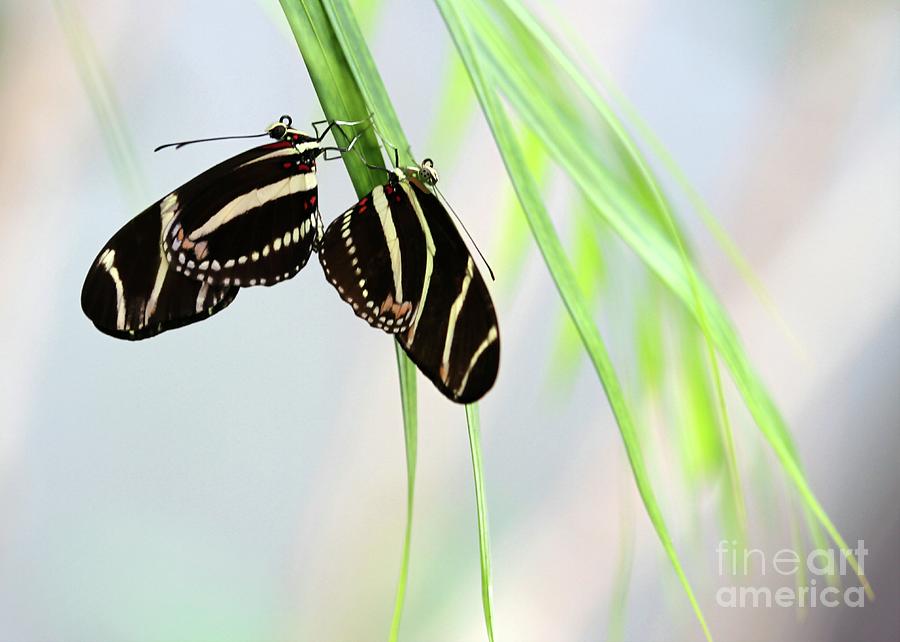 Zebra Longwing Butterflies Mating Photograph by Sabrina L Ryan