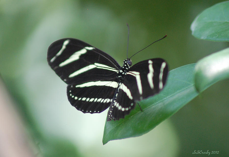 Zebra Longwing Butterfly A Quite Moment Photograph by Susan Stevens Crosby