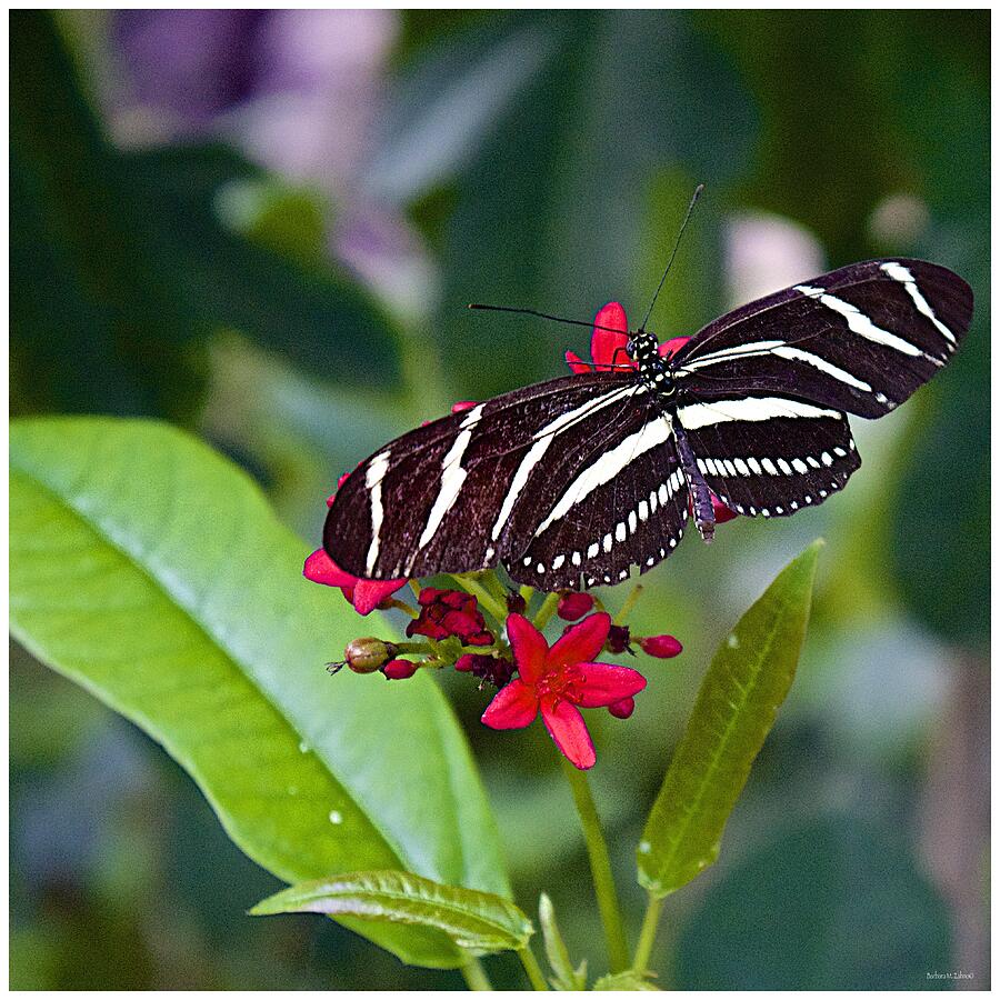Zebra Longwing Butterfly Photograph by Barbara Zahno