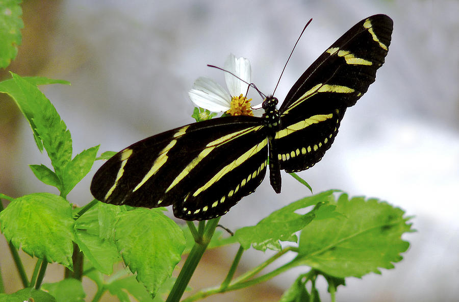 Zebra Longwing Butterfly. Photograph by Chris  Kusik