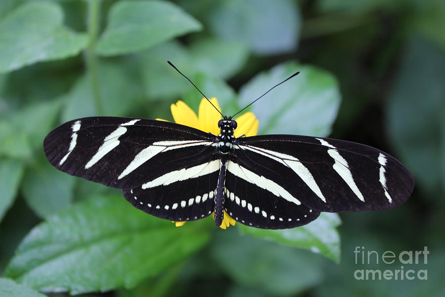 Zebra Longwing Butterfly Photograph by David Grant