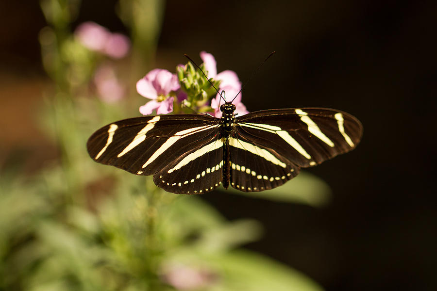 Zebra Longwing Butterfly Photograph by Doug McPherson