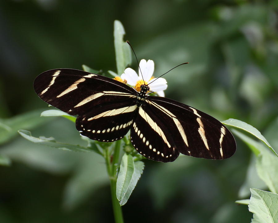 Butterfly Photograph - Zebra Longwing Butterfly by Erin Tucker