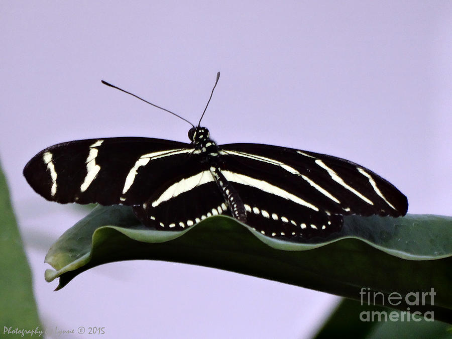 Zebra Longwing Butterfly Photograph