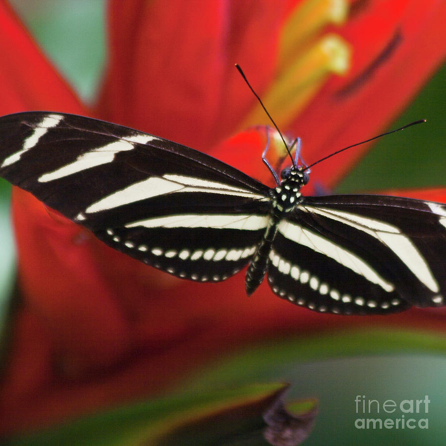 Zebra longwing butterfly Photograph by Heiko Koehrer-Wagner